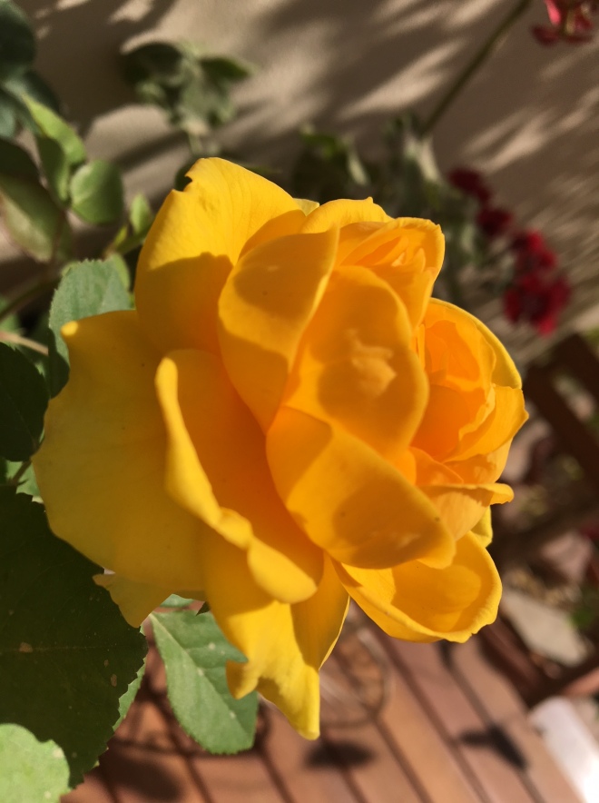 Yellow Rose 2018